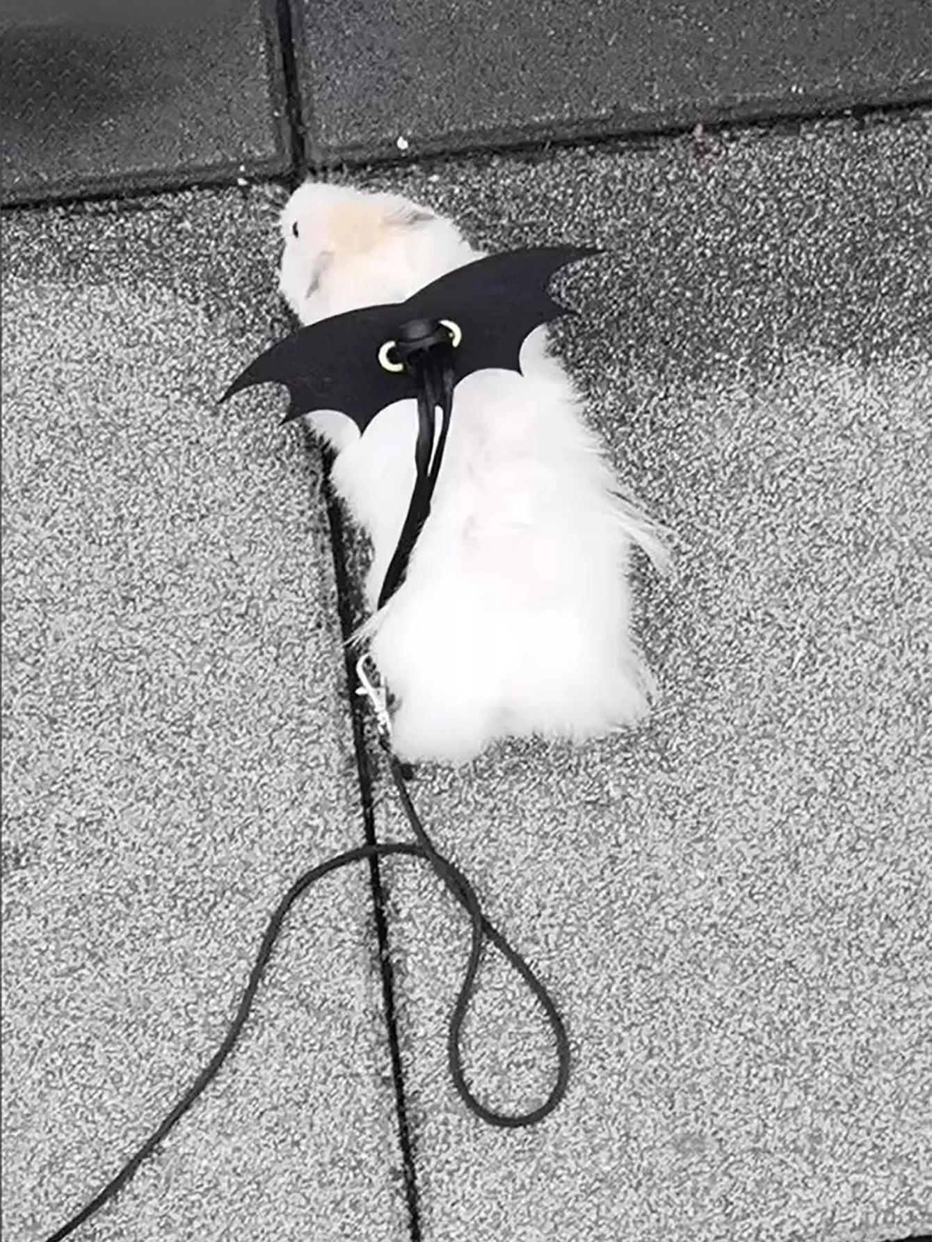 Branch Rat Going Out Leash