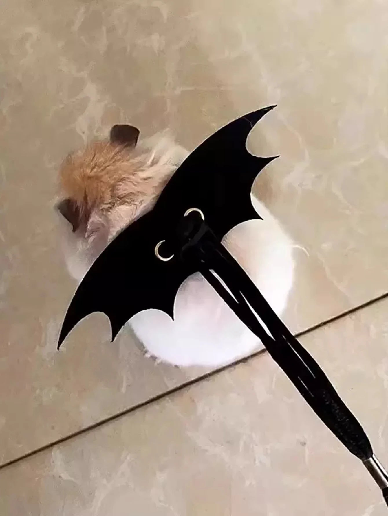 Branch Rat Going Out Leash