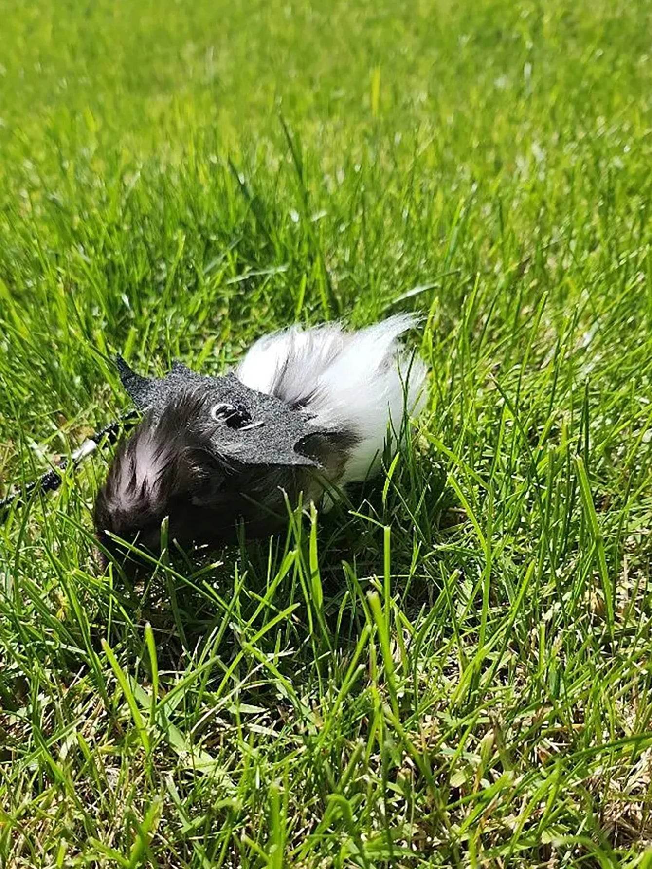 Branch Rat Going Out Leash