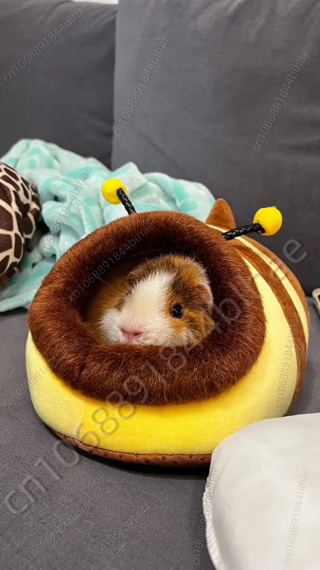 Hamsters Hedgehogs