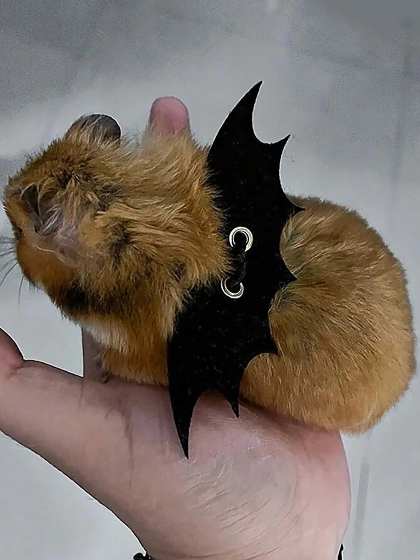 Branch Rat Going Out Leash