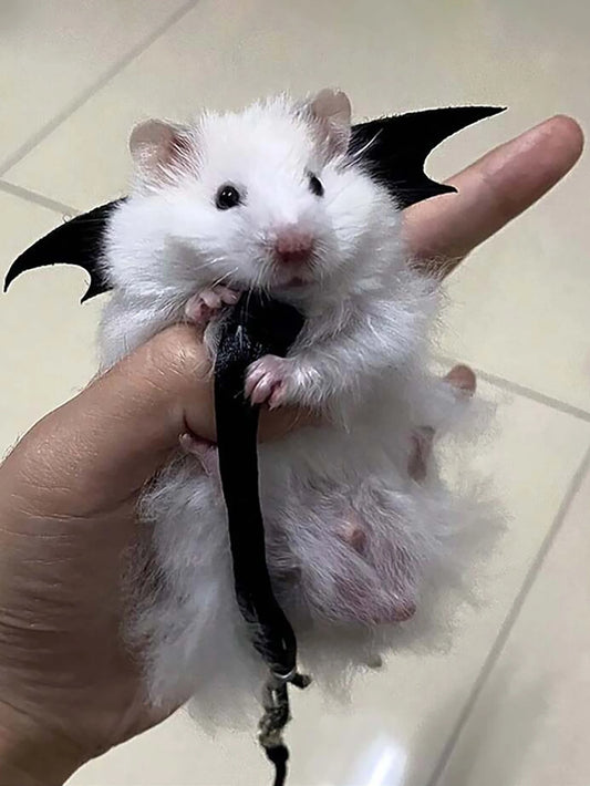 Branch Rat Going Out Leash