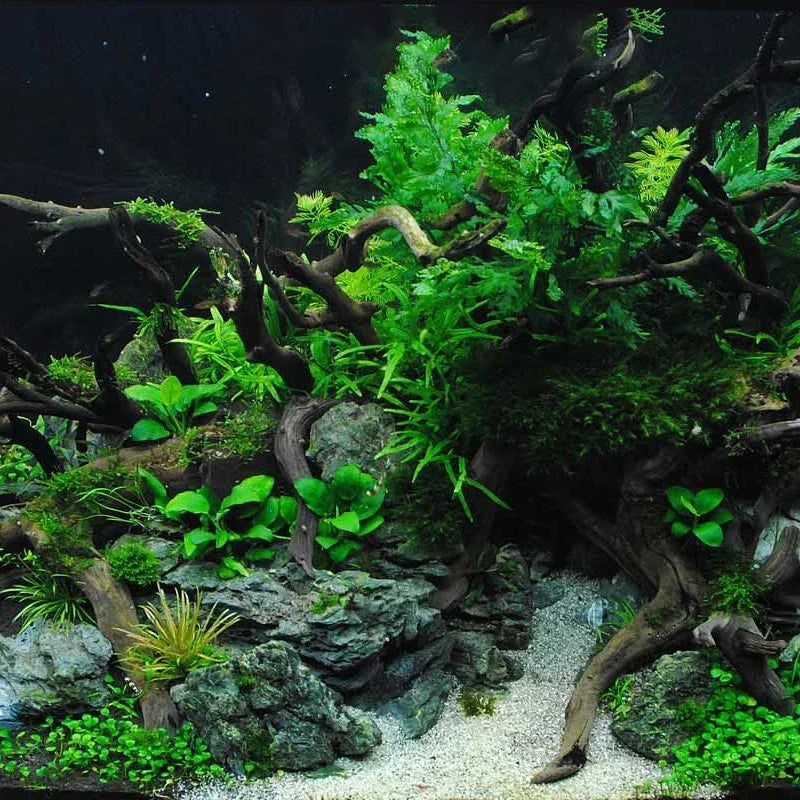 Fish Tank Decoration Natural Wooden Small Habitat Roots Driftwood Scenery