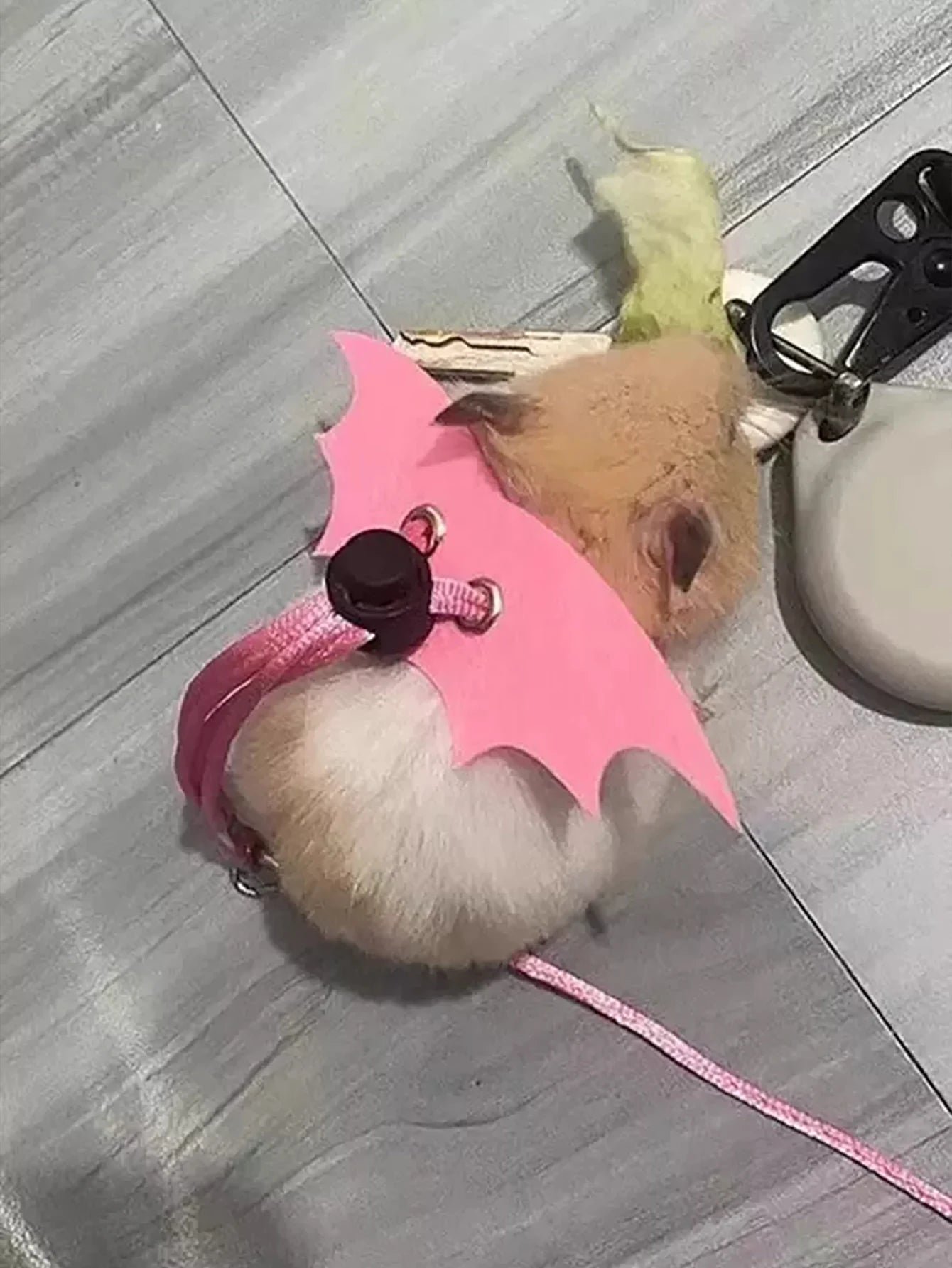 Branch Rat Going Out Leash