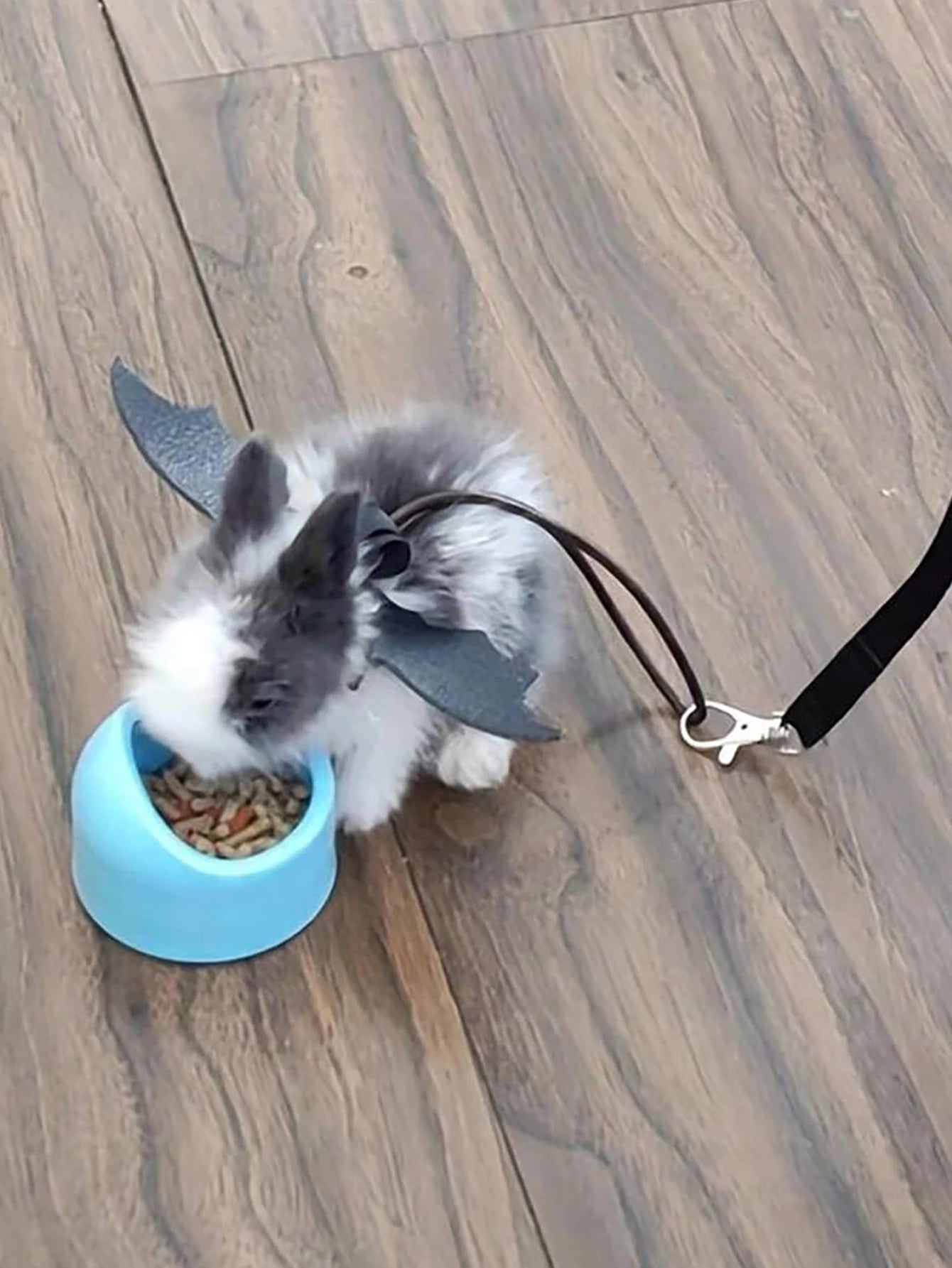 Branch Rat Going Out Leash