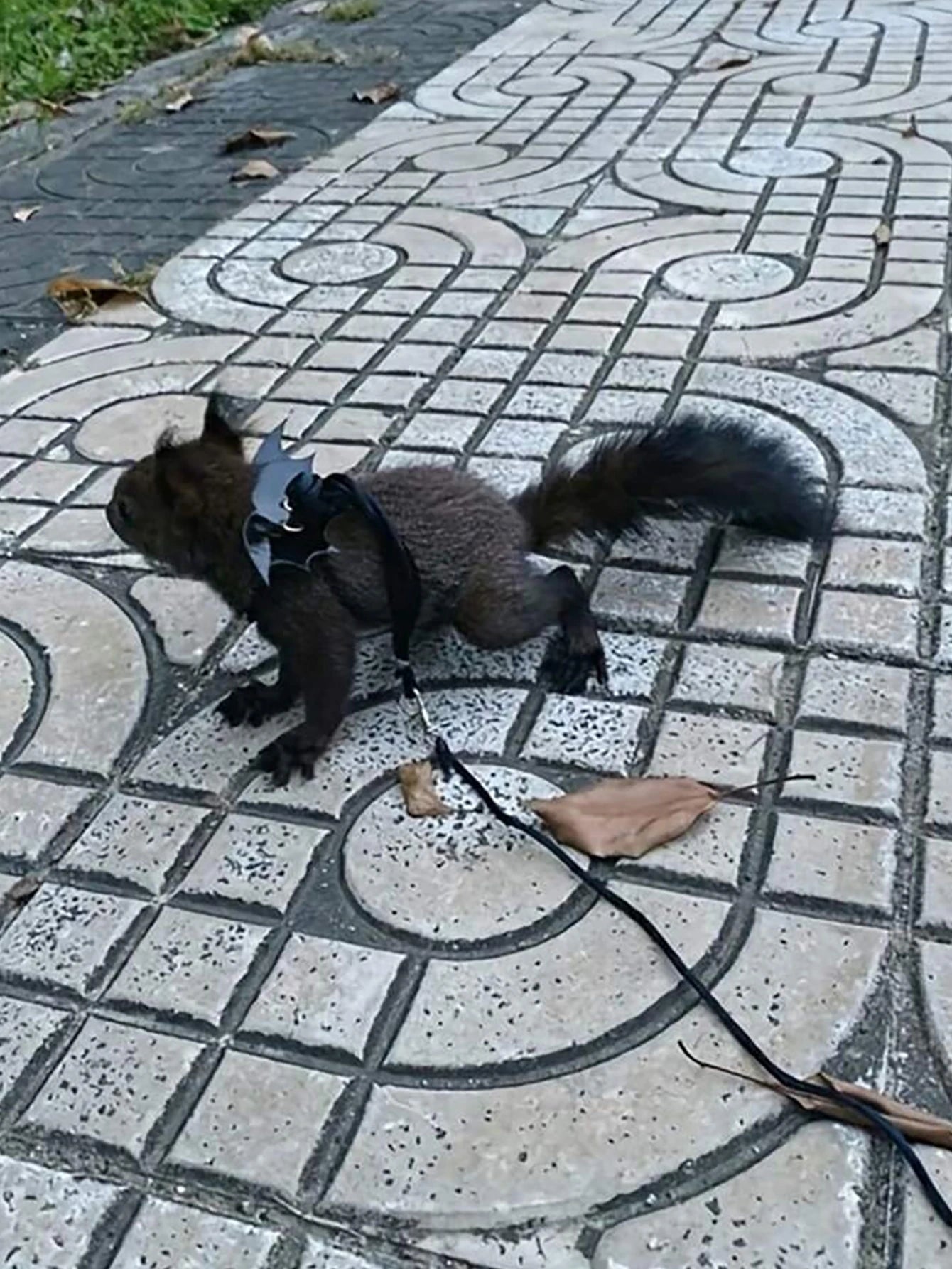 Branch Rat Going Out Leash