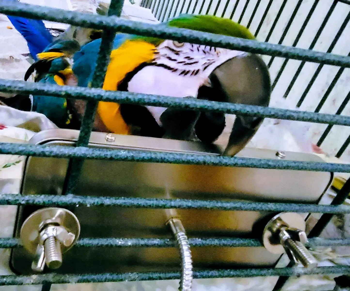 Bird Cage Heater Perch – Stainless Steel Parrot Warmer with Thermostat for Bird Cages