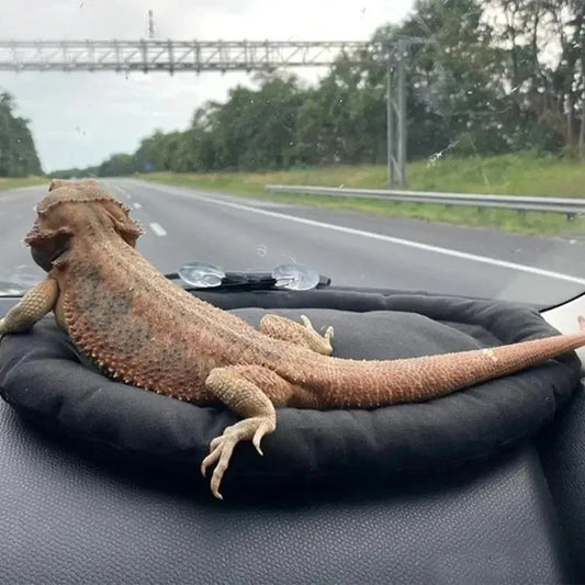Car Lizard Hammock – Soft, Portable Dashboard Bed for Bearded Dragons