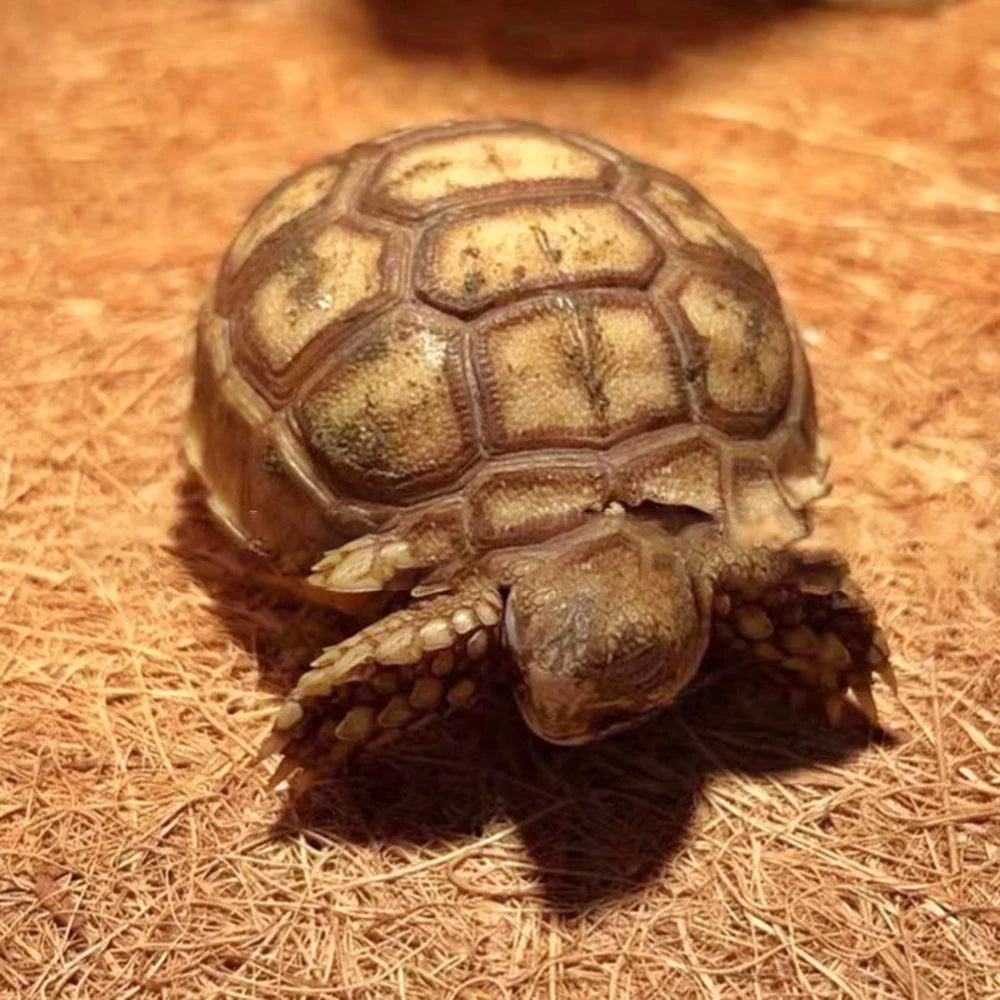 Coconut Fiber Terrarium Liner – Natural Coir Mat for Turtles, Tortoises, Lizards & Snakes