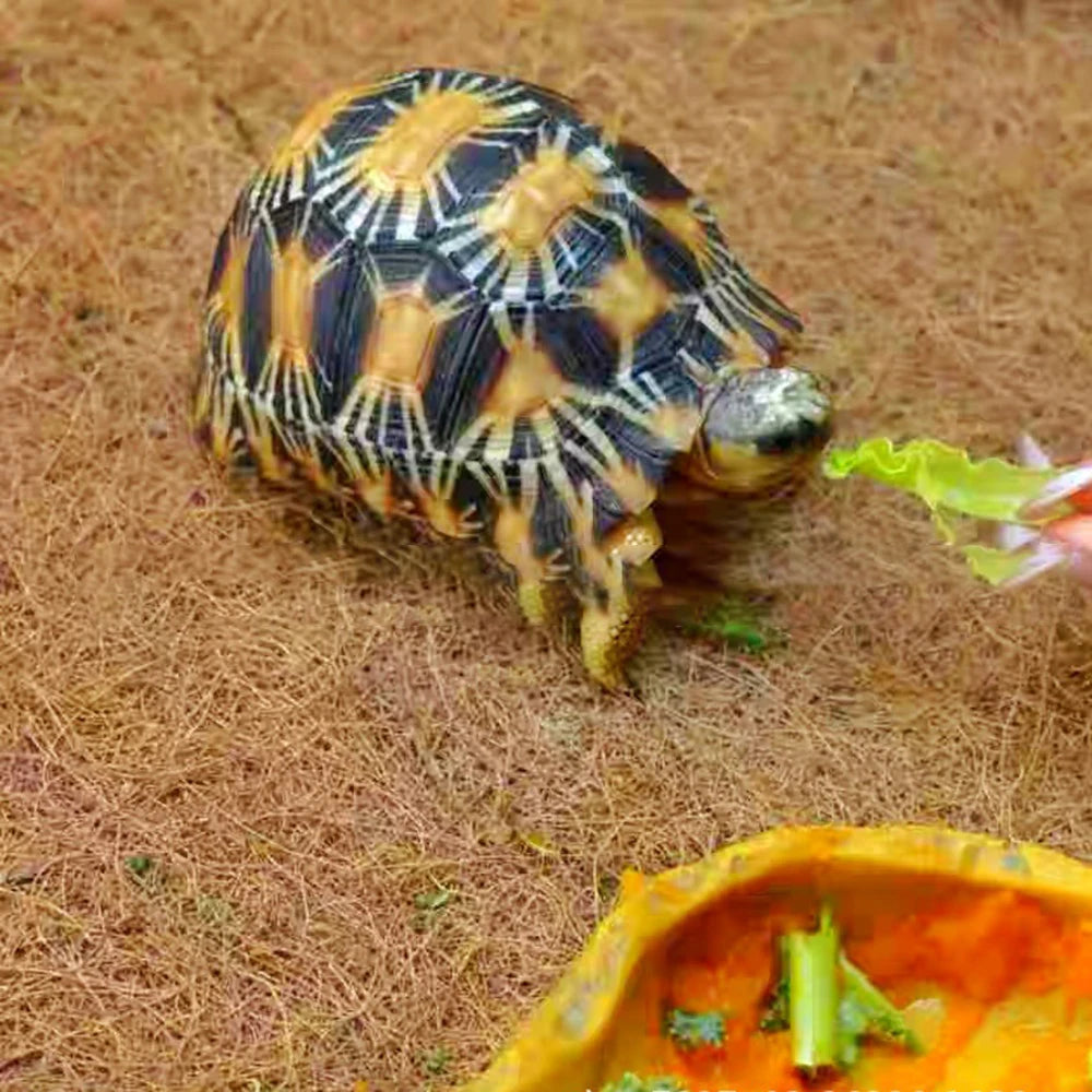 Coconut Fiber Terrarium Liner – Natural Coir Mat for Turtles, Lizards & Snakes